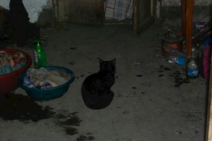 室内角落的黑猫与杂物