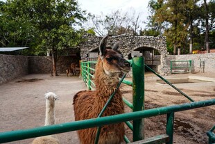 动物园里的动物雕塑景观