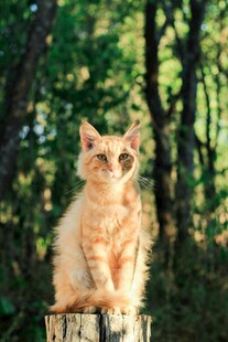林间木桩上的橘色猫咪
