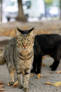 户外行走的两只猫咪