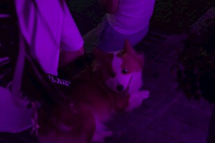 紫色调神秘场景画面