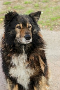 毛发蓬松的可爱狗狗