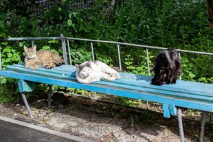 长椅上休憩的几只猫咪