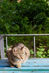 蓝板上休憩的可爱猫咪