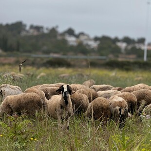 草原上牧羊人与羊群
