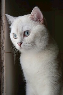 蓝眼白猫侧头凝视