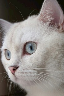 蓝眼白猫特写