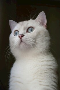 蓝眼白猫抬头凝望