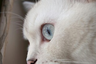 蓝眼白猫侧颜特写