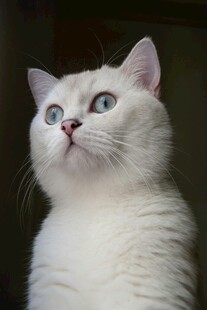 蓝眼白猫抬头凝望