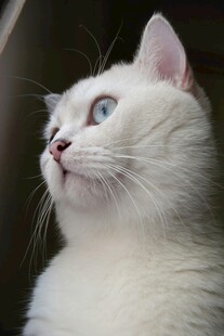 蓝眼白猫仰头可爱瞬间