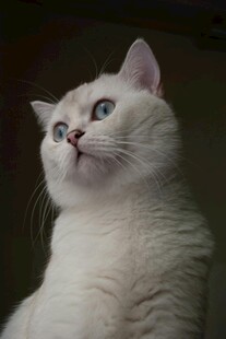 仰头的可爱白色猫咪