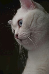 优雅白猫侧头凝视瞬间