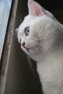 窗边的蓝眼白猫