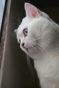 窗边的白色猫咪