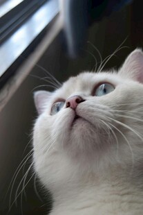 仰头凝望的可爱小白猫