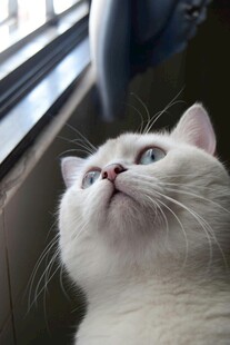 仰头的可爱白毛猫咪