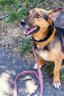 拴着牵引绳的快乐狗狗