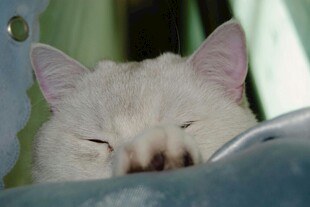 闭眼休憩的可爱小白猫