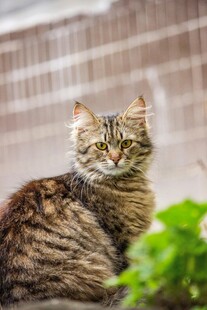 窗边可爱条纹猫咪