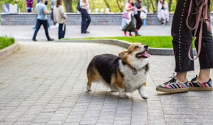 可爱柯基户外欢乐散步