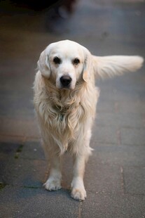 可爱白毛犬站立模样