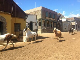 小镇街头的马匹漫步