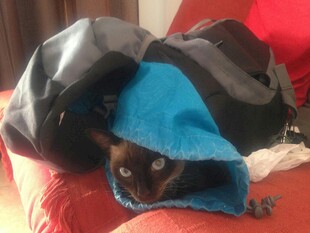 狗狗躲在背包里超可爱