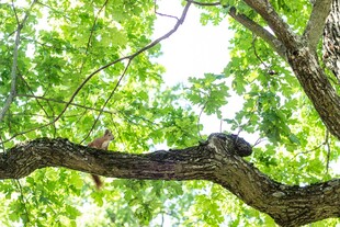 树枝上休憩的猫头鹰