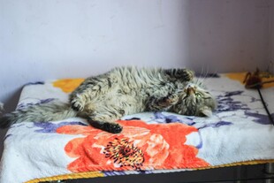 猫咪惬意躺卧花色床面