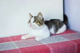 可爱猫咪躺卧在粉色垫子上