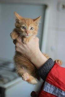 手托可爱小橘猫