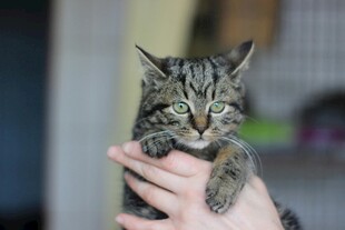 手托可爱小狸花猫