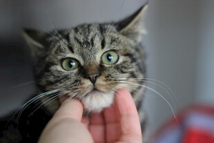 手托猫咪下巴的可爱瞬间