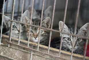 笼中猫咪 眼神透着渴望