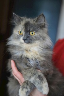 长毛萌猫被温柔捧起