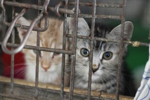 笼中猫咪 眼神透着无奈