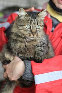 被抱着的长毛猫咪