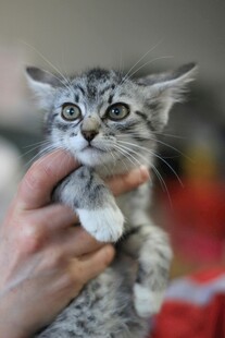 手托可爱小猫咪