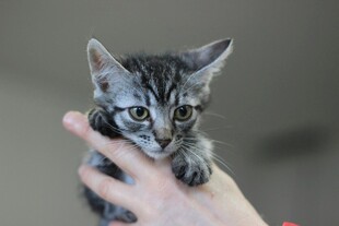 手托可爱小狸花猫