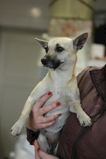 被人捧在手心的可爱小狗