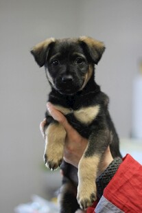 被捧起的可爱小奶狗