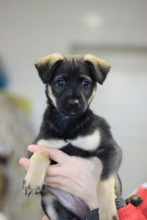 可爱小狗被温柔捧起