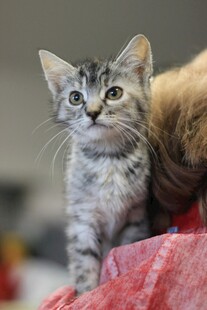 可爱小猫趴于红色物体上