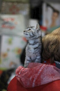  肩头小猫 萌态十足