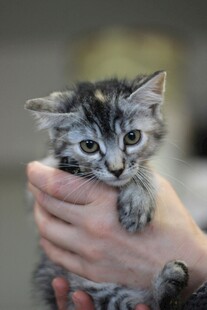 手托可爱小猫咪