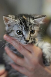 手托可爱小猫咪