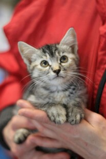 怀中可爱小猫咪