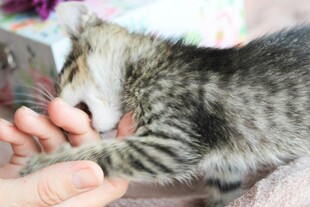 小猫依偎在人手中