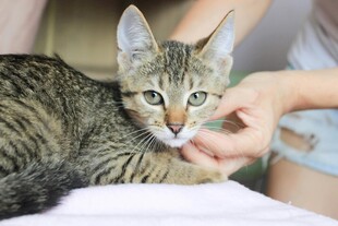 抚摸中的可爱条纹小猫咪